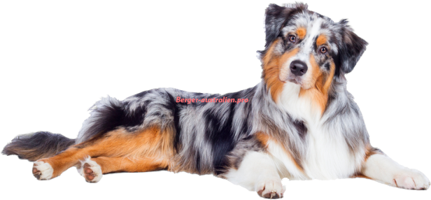 Berger australien bleu merle couché de profil, détouré sur fond transparent
