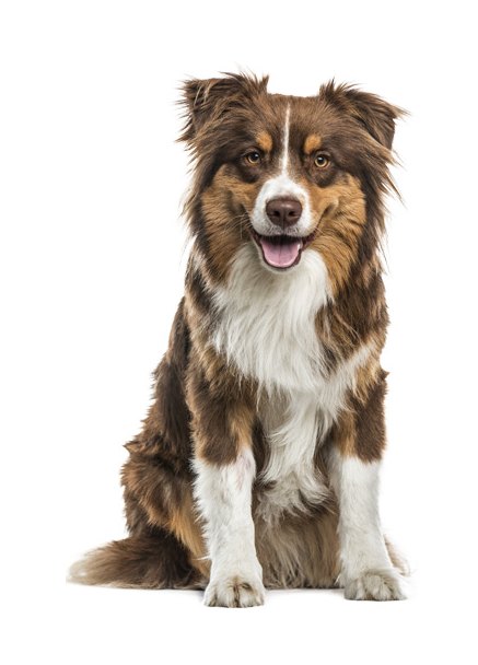 Berger australien rouge merle assis de face, gueule ouverte